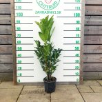 Vavrínovec lekársky (Prunus laurocerasus) ´NOVITA´ - výška 70-90 cm, kont. C3L (-21°C)